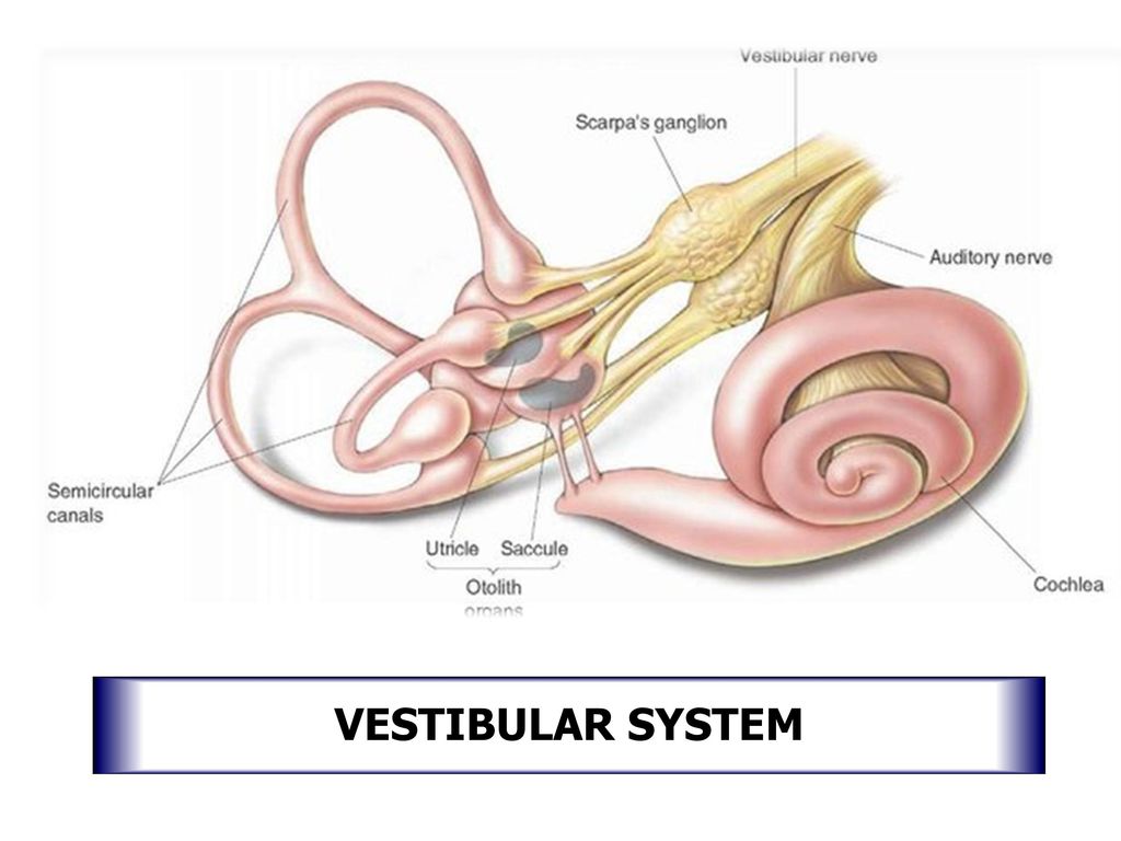 Строение вестибулярного нерва. Nervus vestibulocochlearis схема. Ганглий Скарпа. Вестибулярный неврит внутреннее ухо. Nervus vestibulocochlearis ядра.