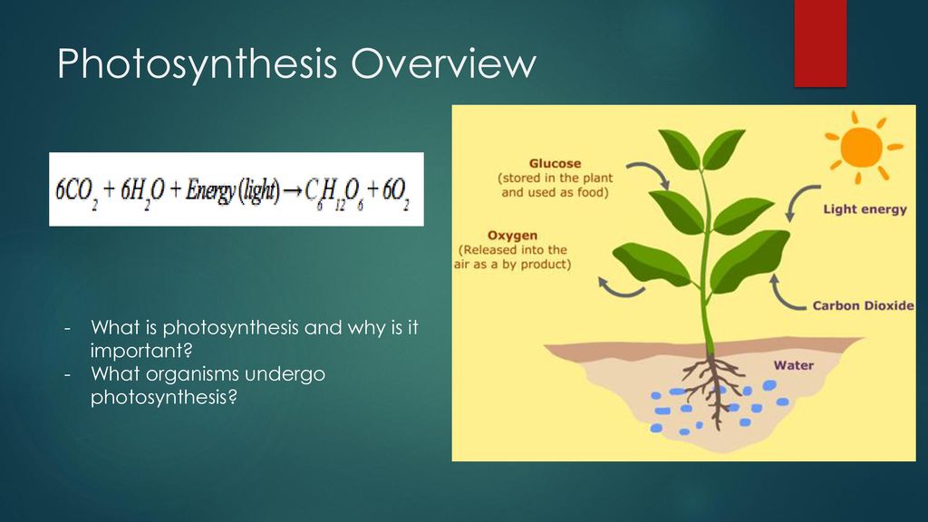 photosynthesis-vs-cellular-respiration-ppt-download