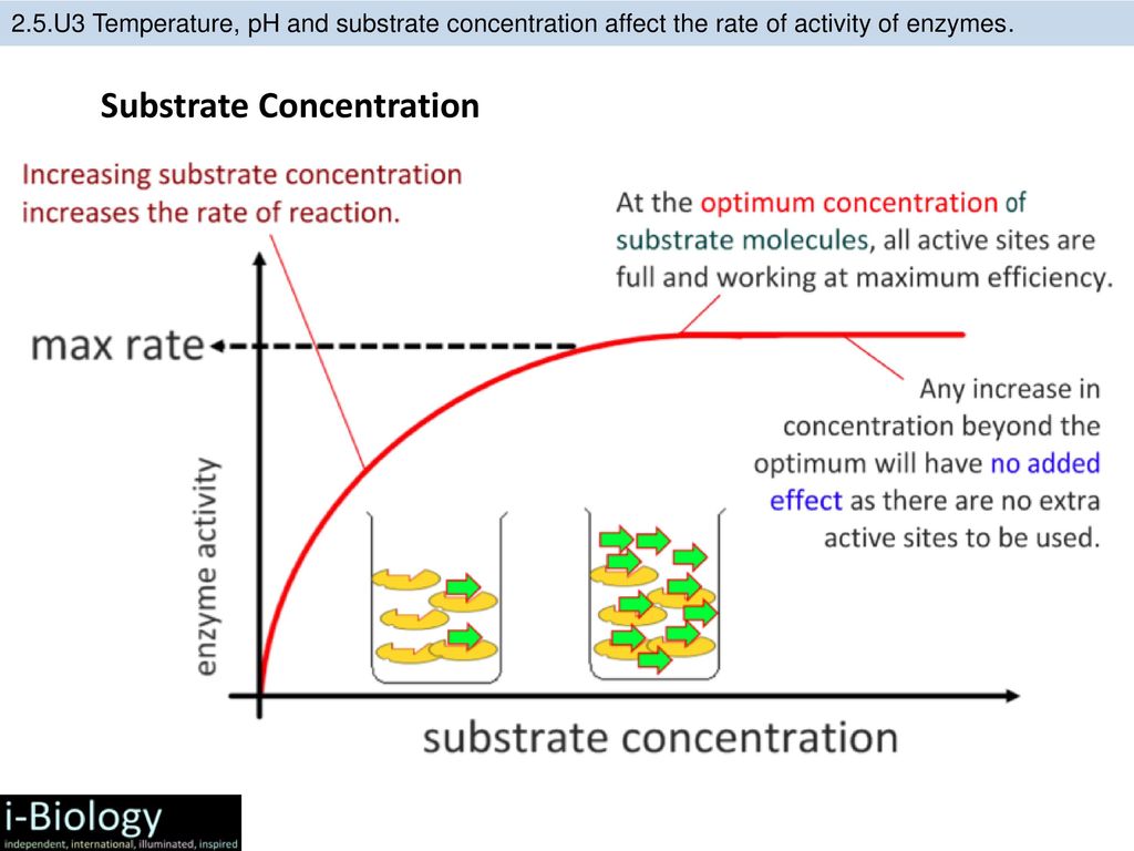 2 3 temp. Effect of substrate concentration on Enzyme activity. Enzyme activity Assays. PH rate Enzyme. Concentration and the rate of Reaction.