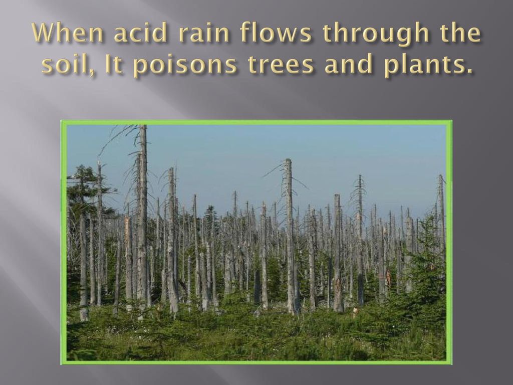 Текст по английскому 7 класс acid rain. Acid Rain Poisons Trees and Plants английский язык. Кислотные дожди. Что такое кислотный дождь на английском. Борьба с кислотными дождями.