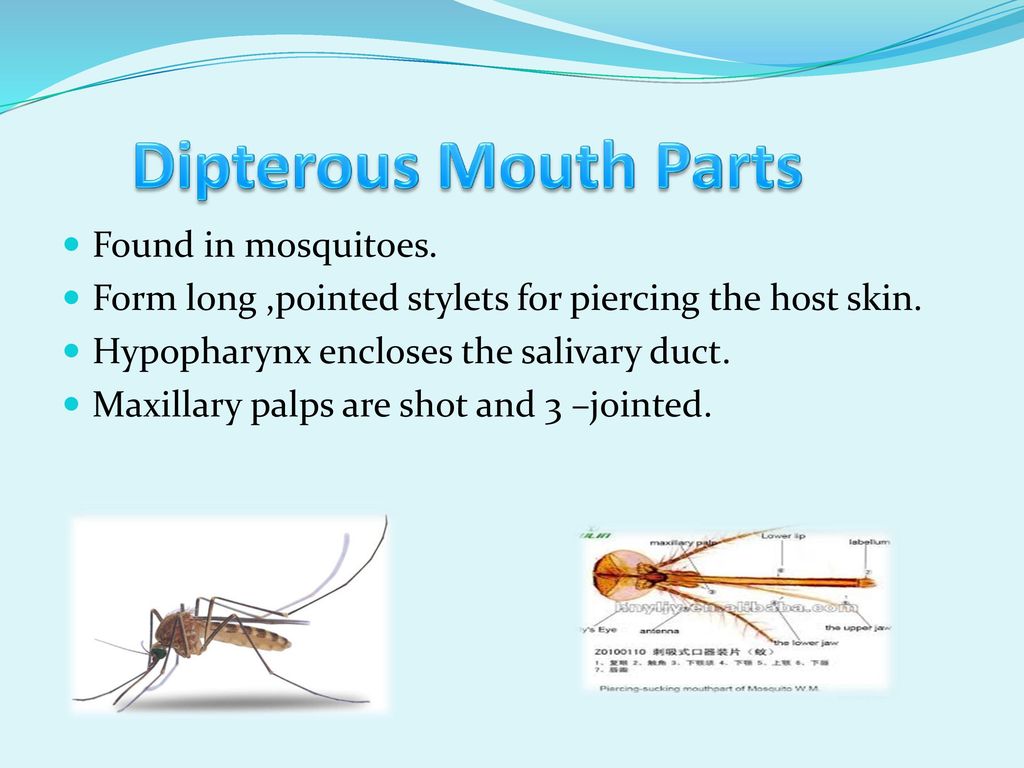 TYPES OF MOUTH PARTS OF INSECTS - ppt download