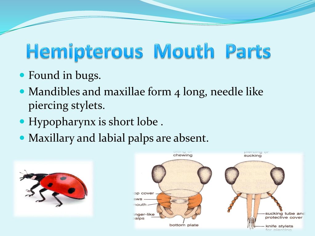 TYPES OF MOUTH PARTS OF INSECTS - ppt download