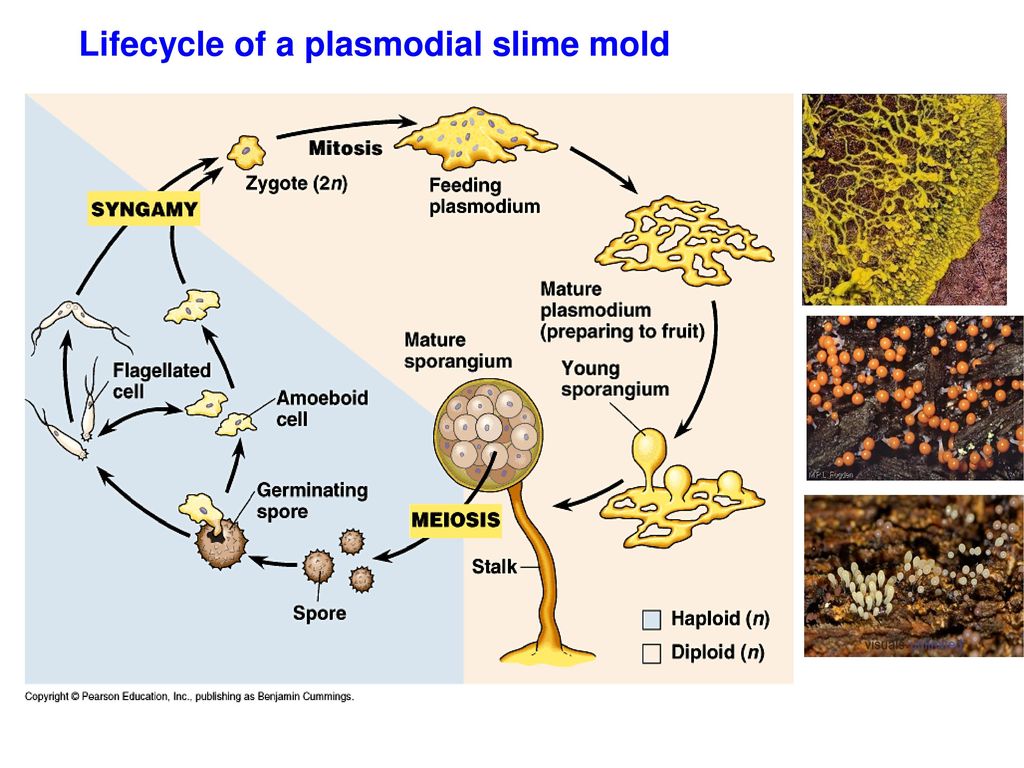 slime mold life cycle animation