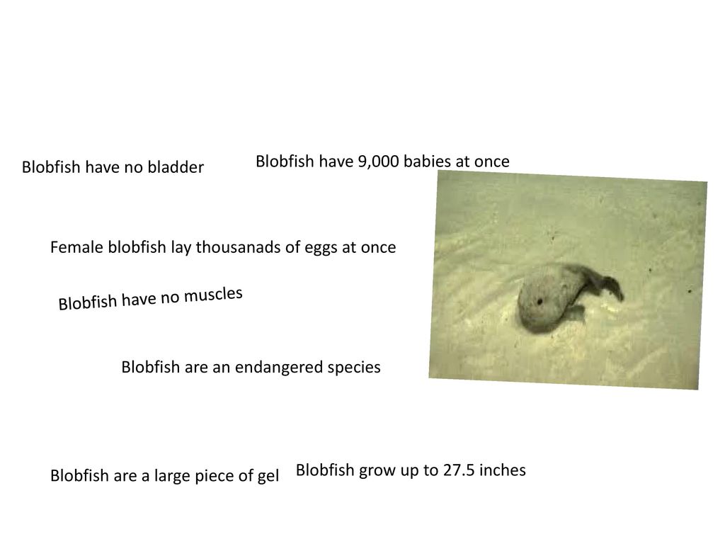 Blobfish have 9,000 babies at once