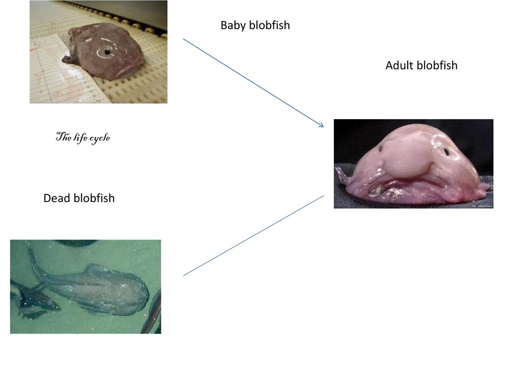 Baby blobfish Adult blobfish The life cycle Dead blobfish