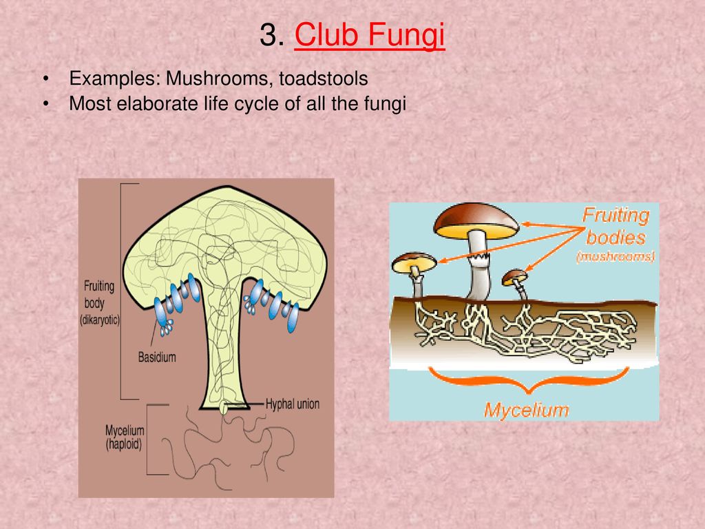 The Fungi Kingdom Mycology The Study Of Fungi Fungi Singular Ppt Download The Fungi Kingdom Mycology The Study Of Fungi Fungi Singular Ppt Download