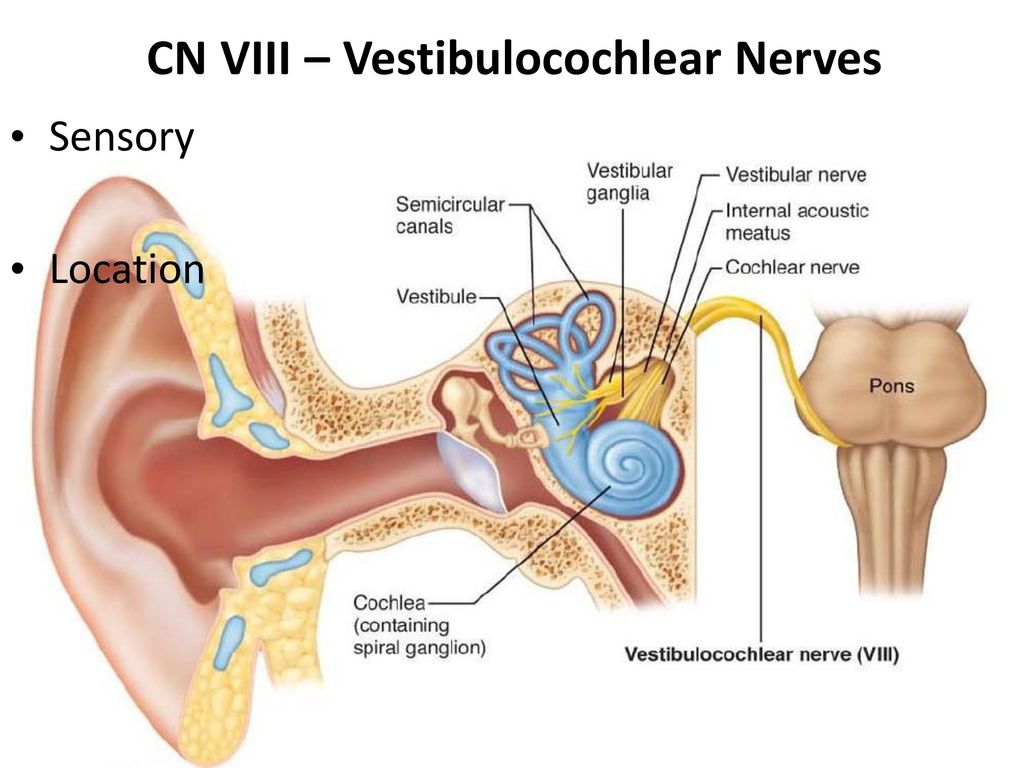 Вестибулярный аппарат расположен в среднем ухе. Преддверно-улитковый нерв схема. Улитковые ядра преддверно-слуховой нерв. Строение уха слуховой нерв. Вестибулярный нерв и слуховой аппарат.