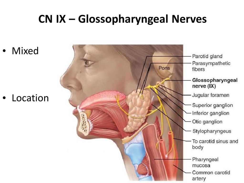 Нерв глотки. Языкоглоточного нерва иннервирует. Ядра nervus glossopharyngeus. Nervus glossopharyngeus схема. Ход nervus glossopharyngeus.