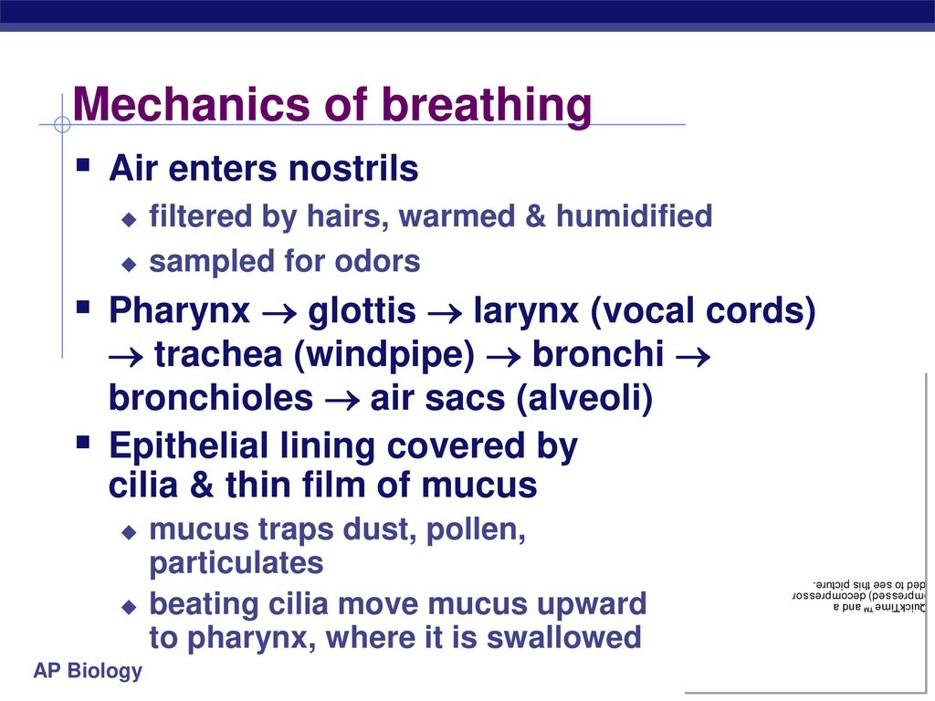 Gas Exchange Respiratory Systems - ppt download