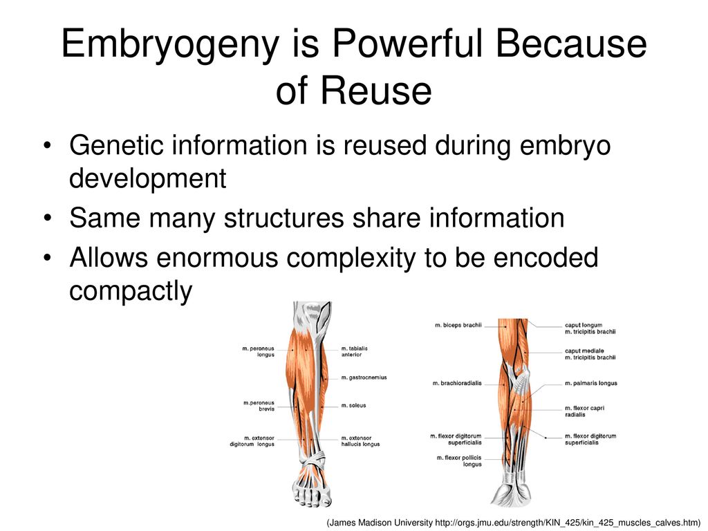 Embryogeny is Powerful Because of Reuse