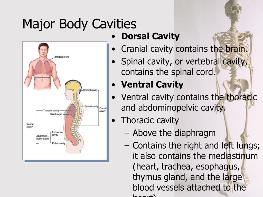 Introduction to the Human Body - ppt download