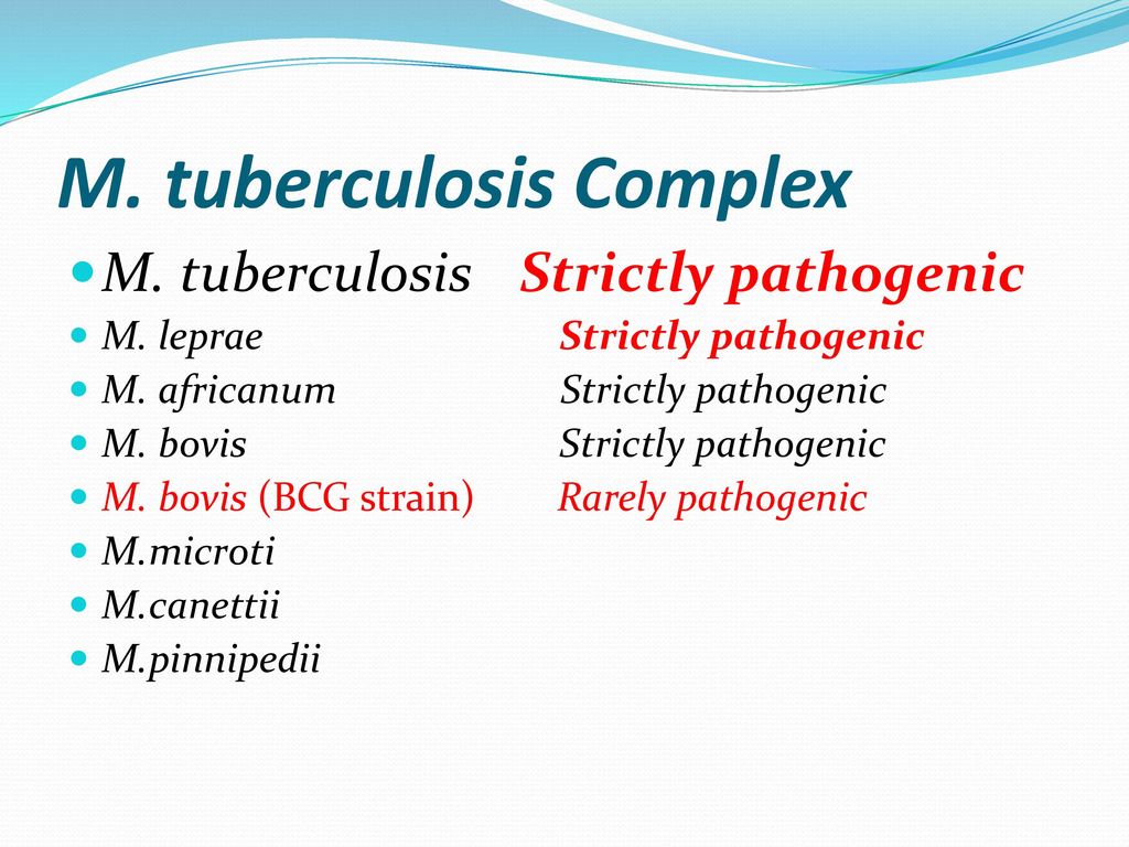 M. tuberculosis Complex