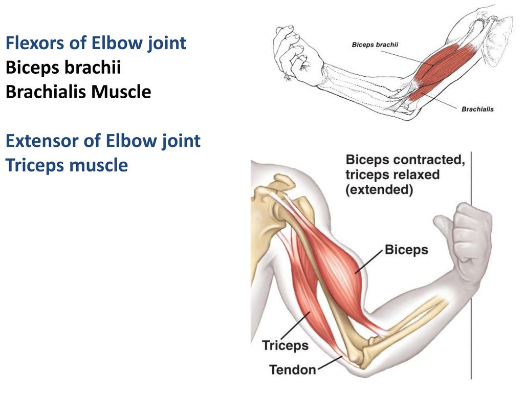 Flexors of Elbow joint Biceps brachii Brachialis Muscle Extensor of Elbow joint Triceps muscle