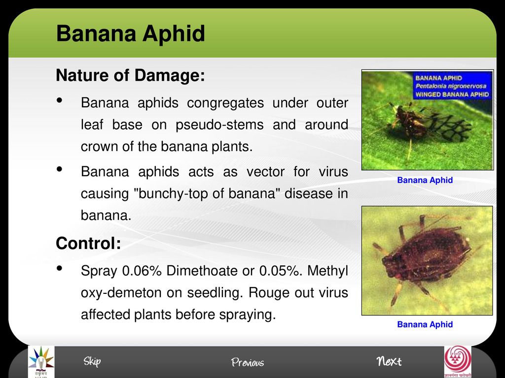 Introduction Banana Is Widely Grown In India On About 2 70 000 Hectares And Covers About 16 Per Cent Of Total Fruit Grown Area About 182 Insect Pests Ppt Download