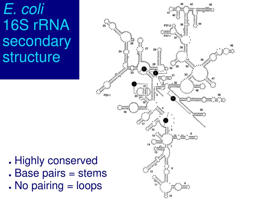 16S rRNA secondary structure