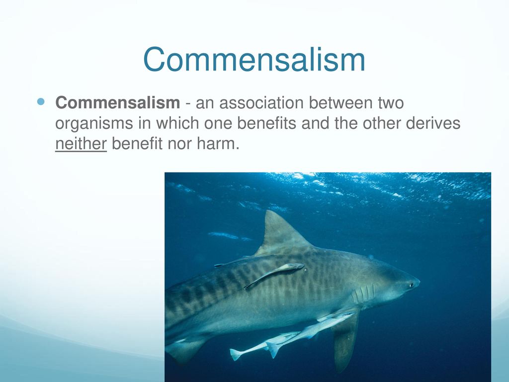 Commensalism definition types and examples 44 off