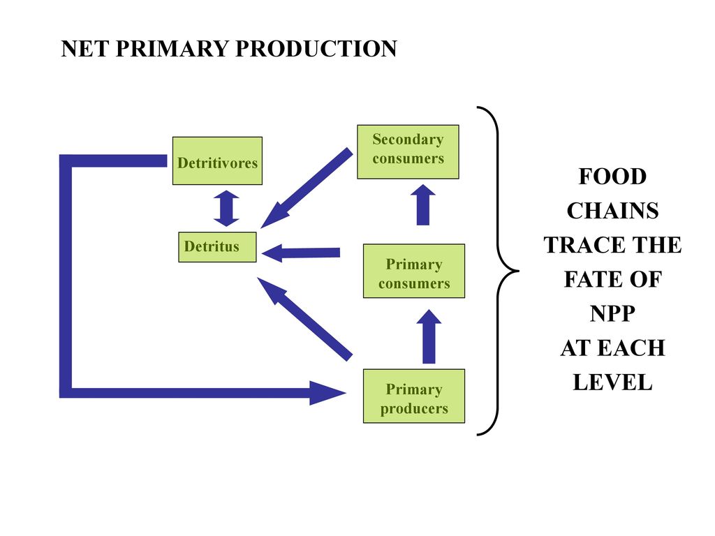 ppt download Biology Diagrams