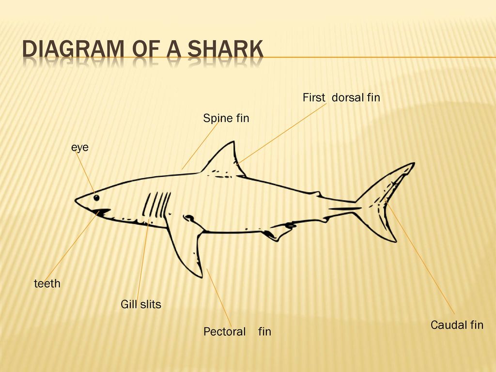 By grace ' sharks. - ppt download