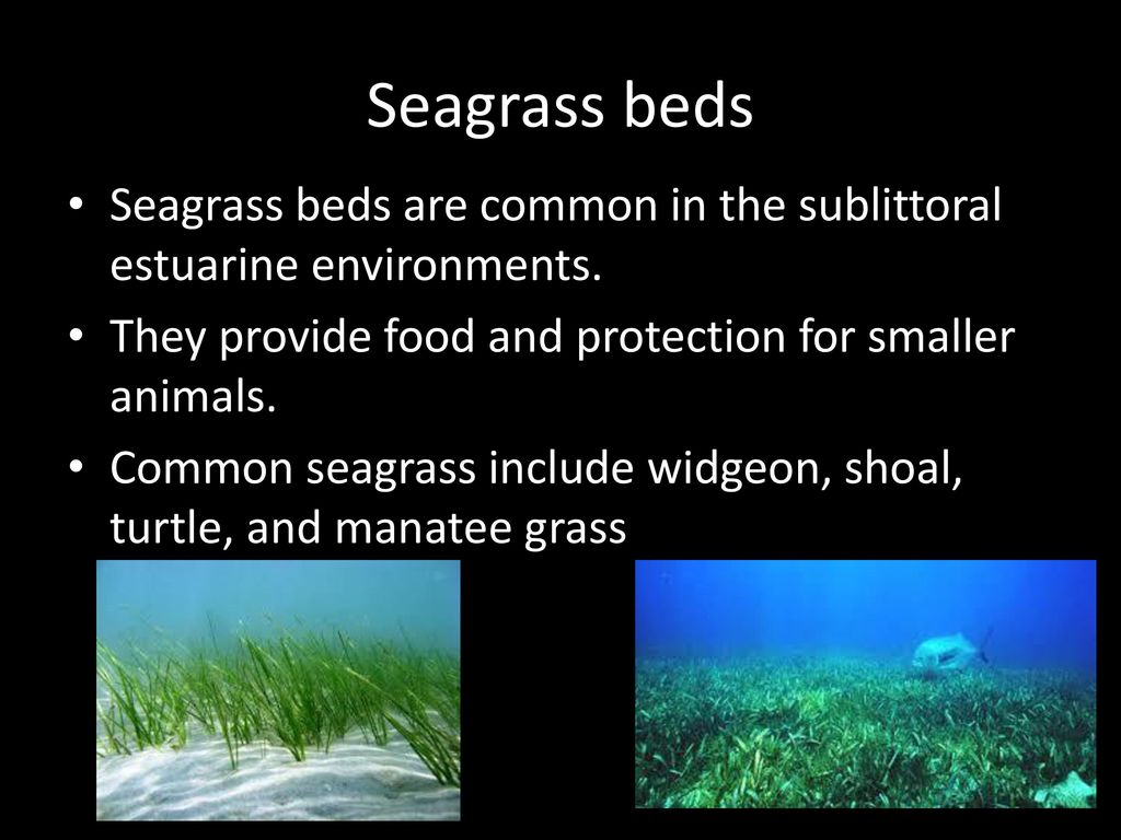 Seagrass beds Seagrass beds are common in the sublittoral estuarine environments. They provide food and protection for smaller animals.