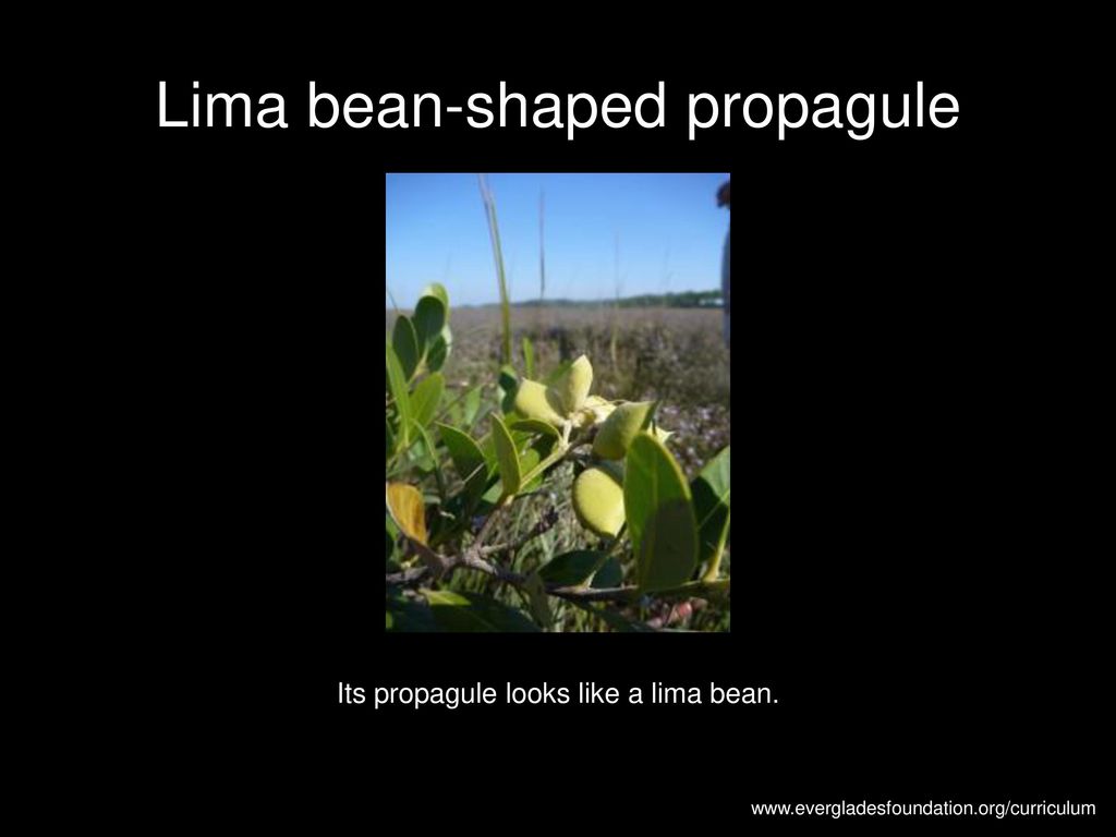Lima bean-shaped propagule
