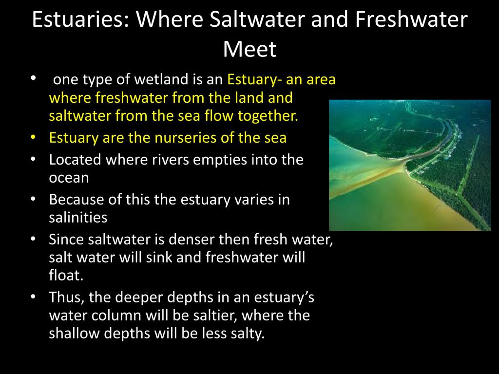 Estuaries: Where Saltwater and Freshwater Meet