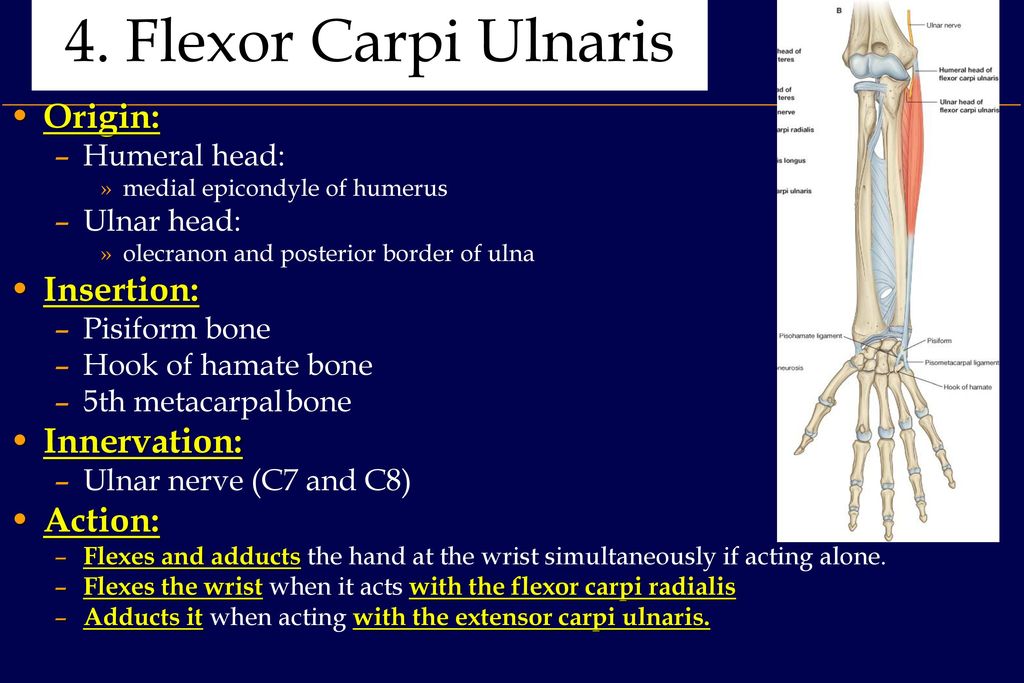 Anatomy of The Forearm Dr. Fadel Naim Orthopedic Surgeon. - ppt download