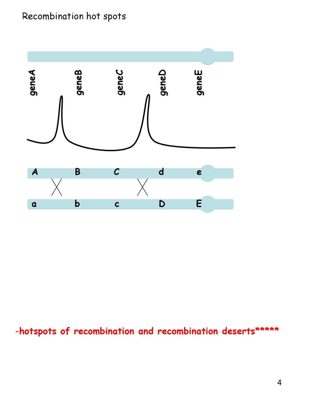 Recombination and Mapping (contโd) Biology Diagrams