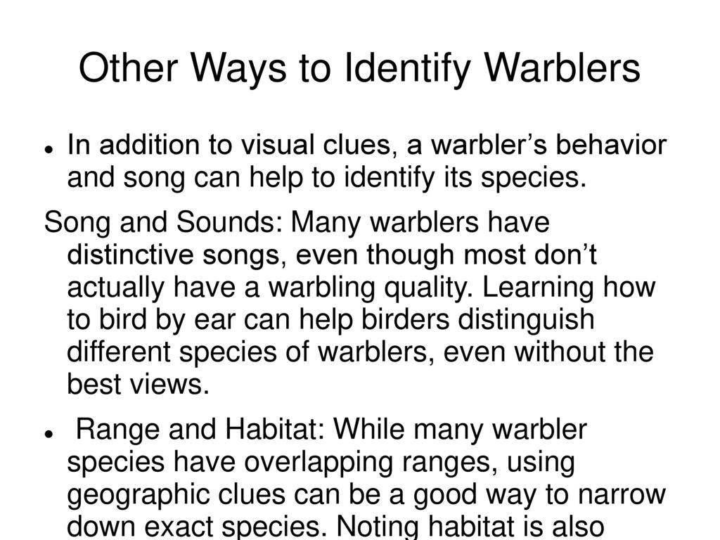 Warbler Identification Chart