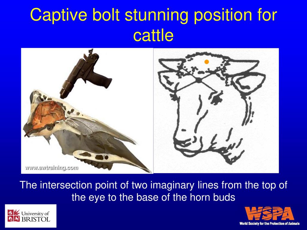 Slaughter of farm animals - ppt download Slaughter of farm animals - ppt download