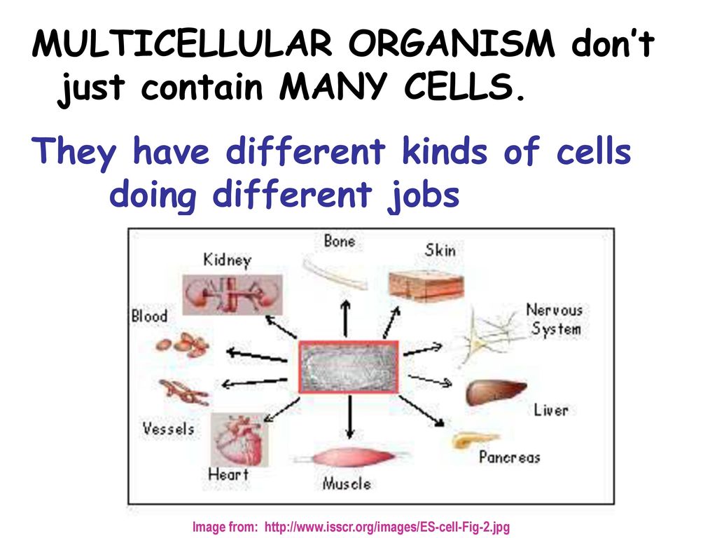 MULTICELLULAR ORGANISM don’t just contain MANY CELLS.