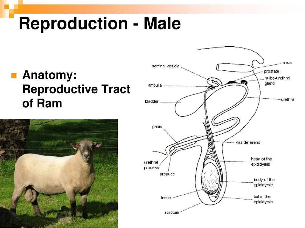 Farm Animal Male Reproduction Ppt Download