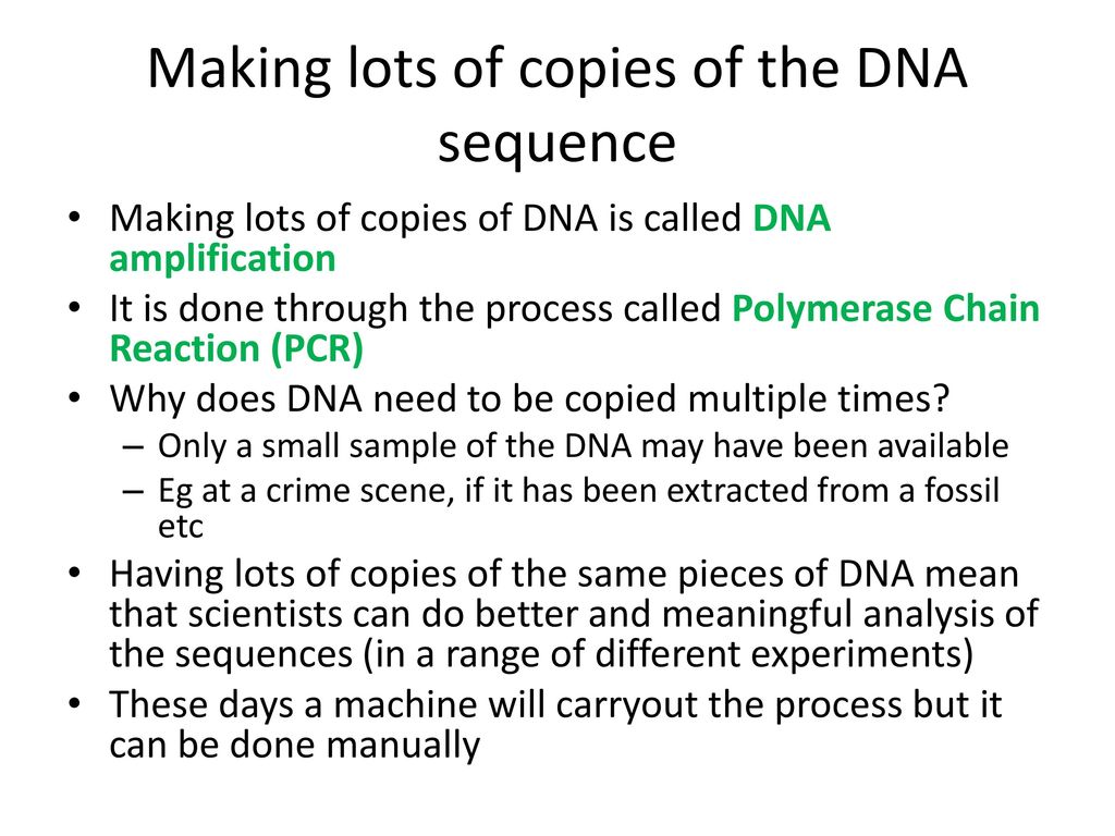Making lots of copies of the DNA sequence