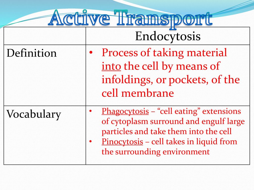 Active Transport Endocytosis Definition