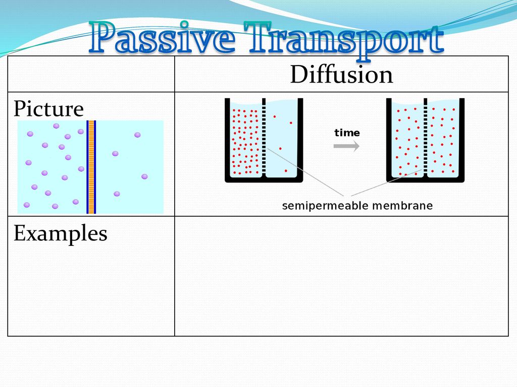 Passive Transport Diffusion Picture Examples