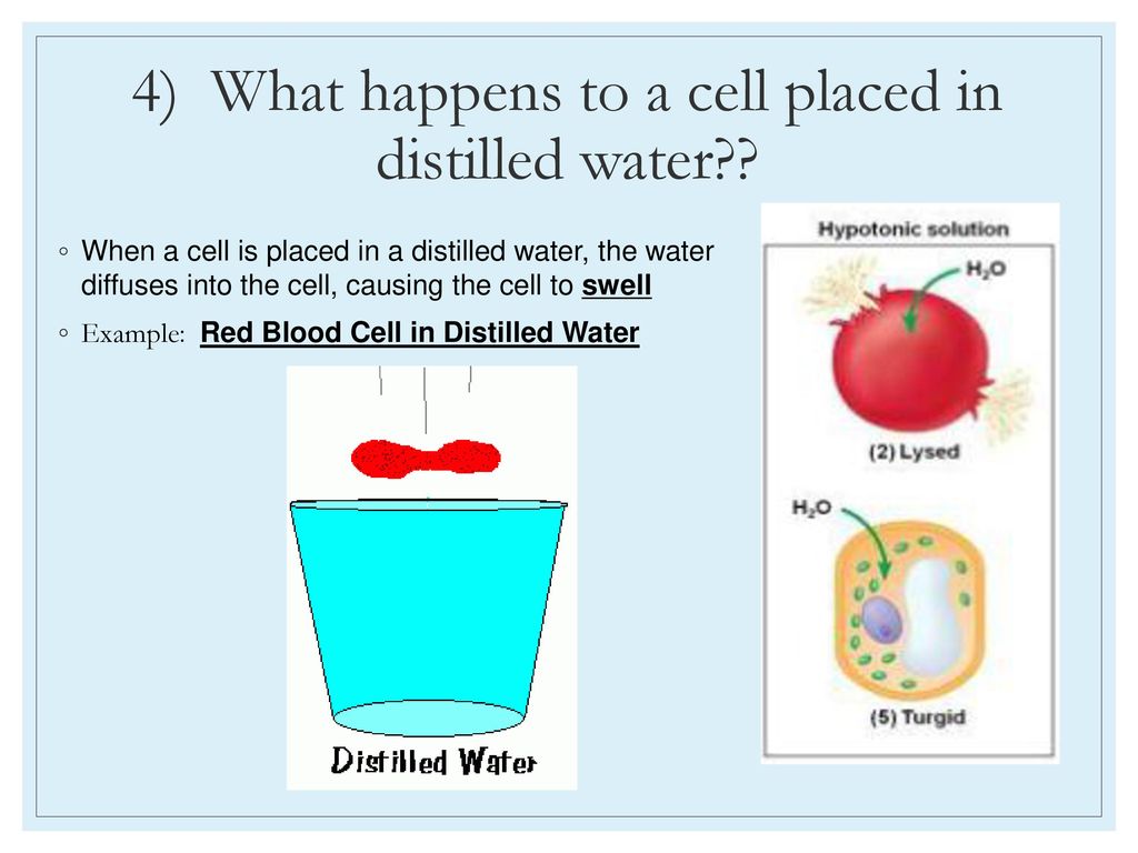 Date November 18, 2016 Aim 27 How does osmosis and diffusion compare
