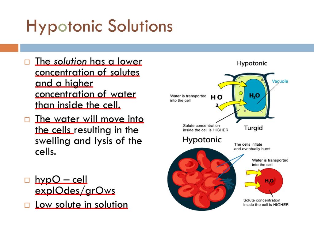 Solutions cell transport ppt download