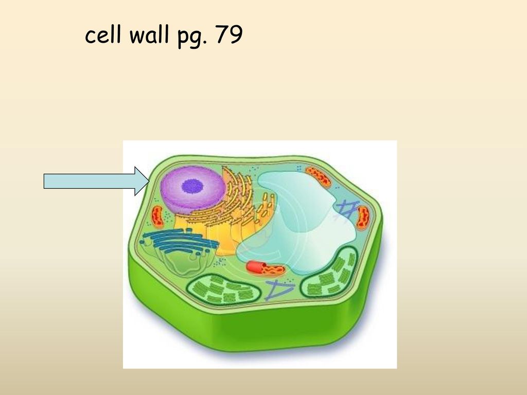 cell wall pg. 79