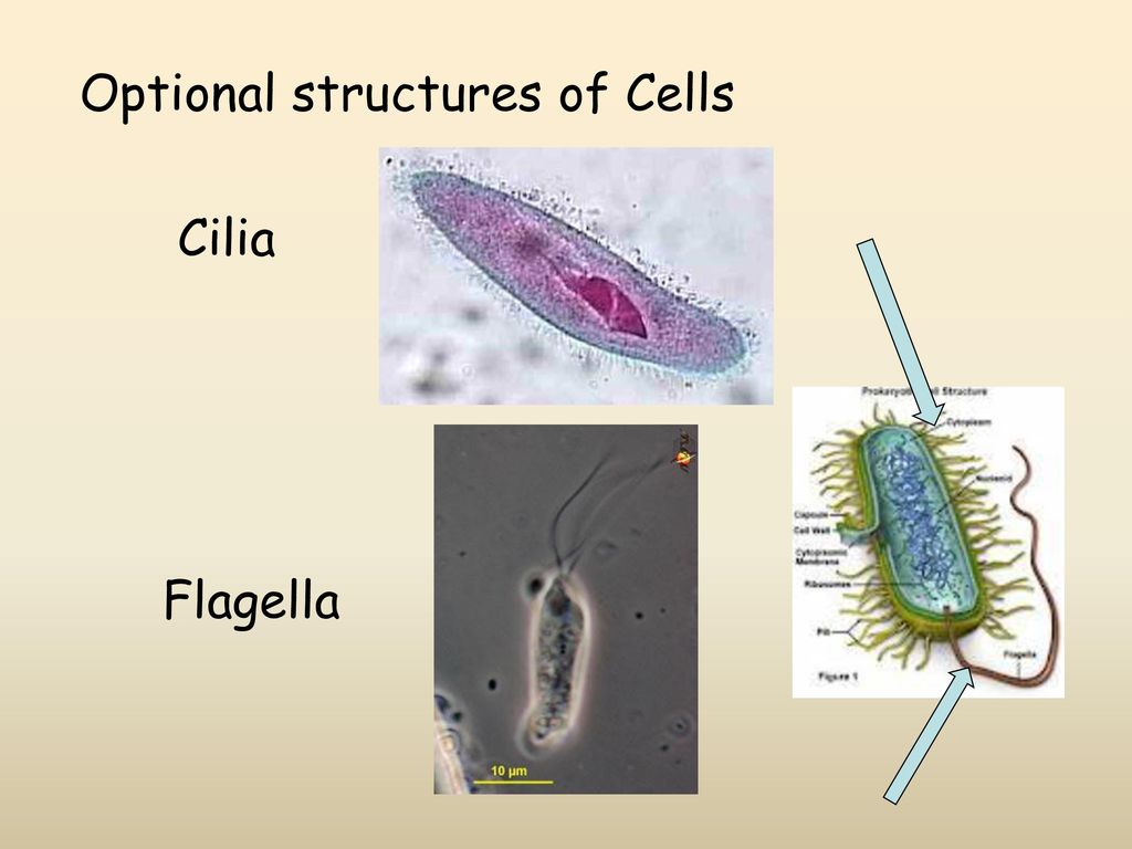Optional structures of Cells