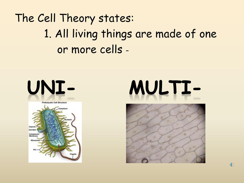 Uni- Multi- The Cell Theory states: