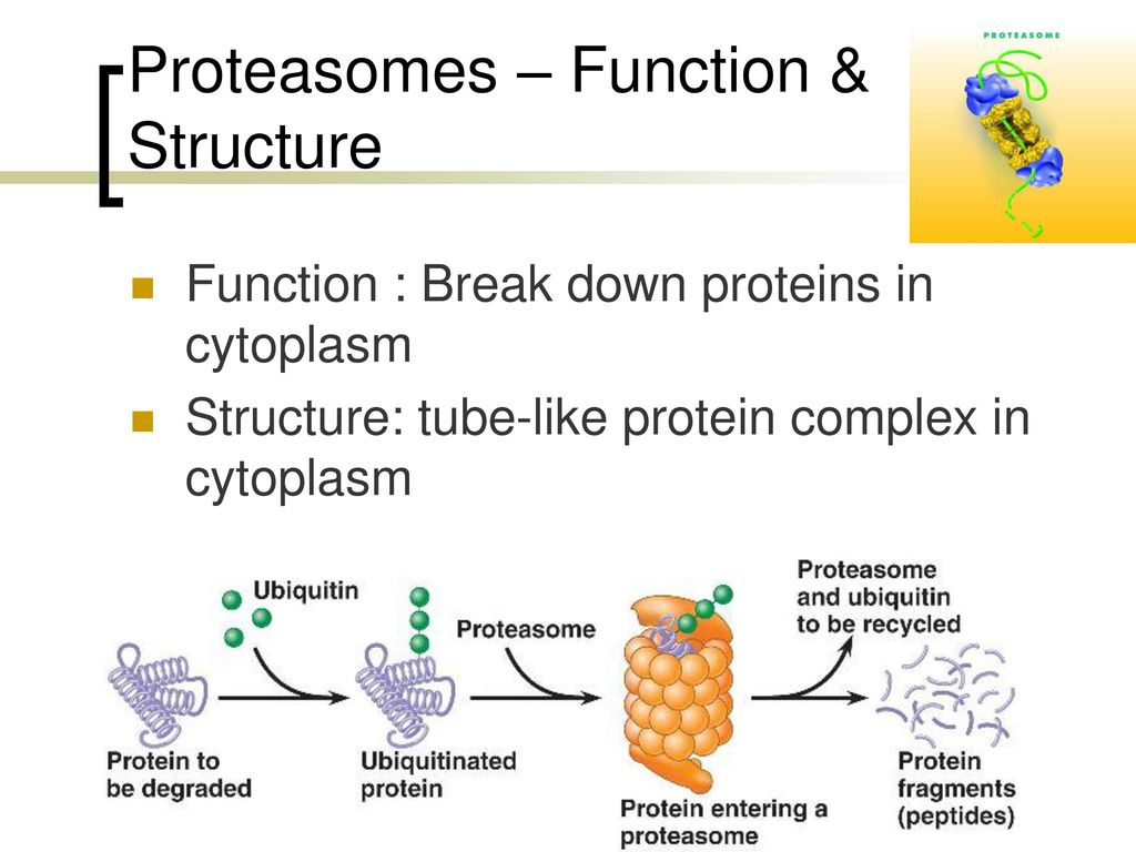 Chapter 3 Cell Biology & Genetics Biology Diagrams