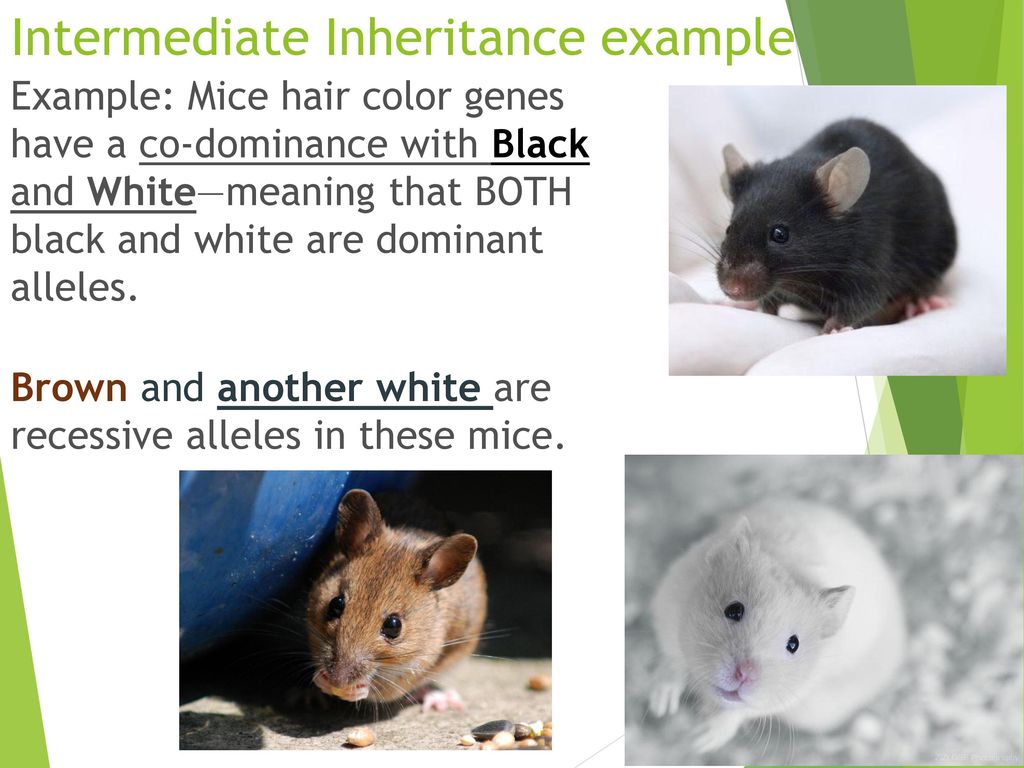 Mendel Genetics, Part 2 Co-dominance and Intermediate traits - ppt download