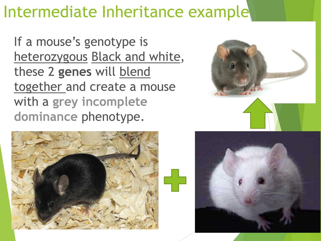 Mendel Genetics, Part 2 Co-dominance and Intermediate traits - ppt download