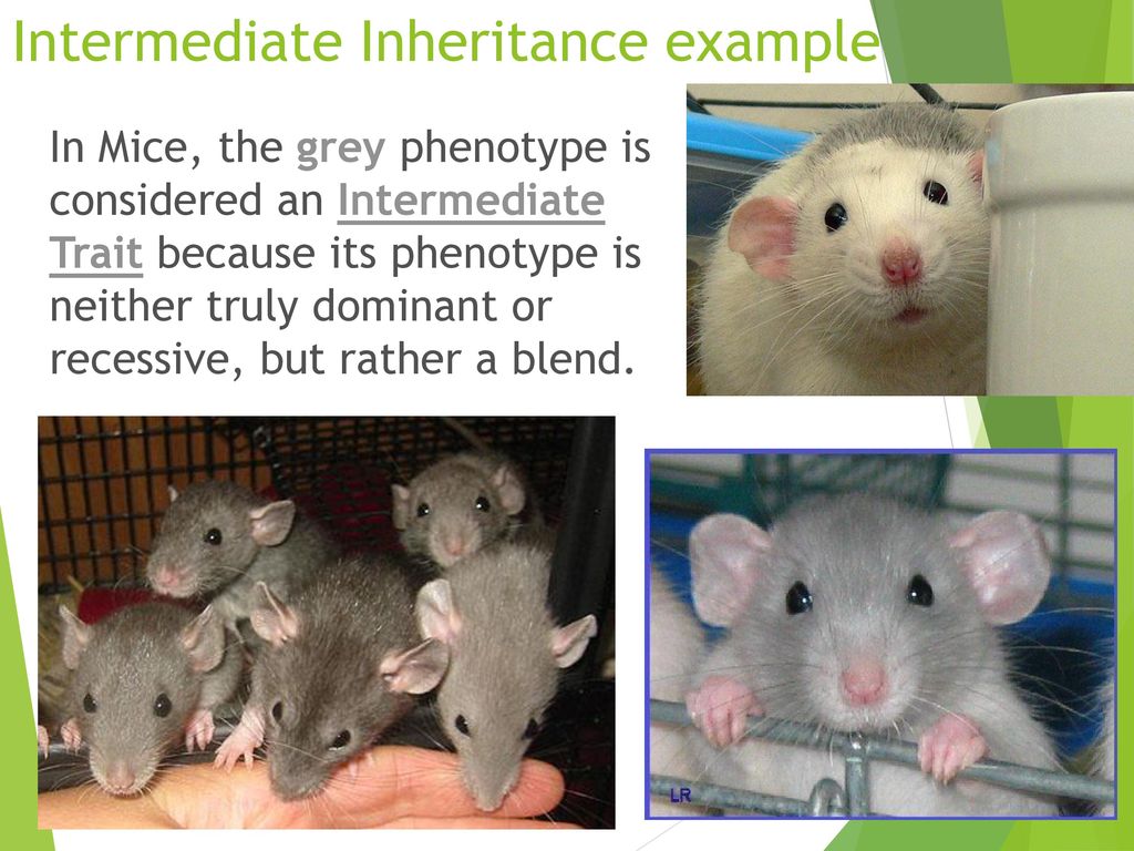 Mendel Genetics, Part 2 Co-dominance and Intermediate traits - ppt download