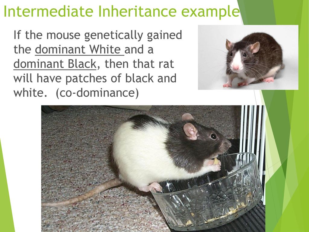 Mendel Genetics, Part 2 Co-dominance and Intermediate traits - ppt download