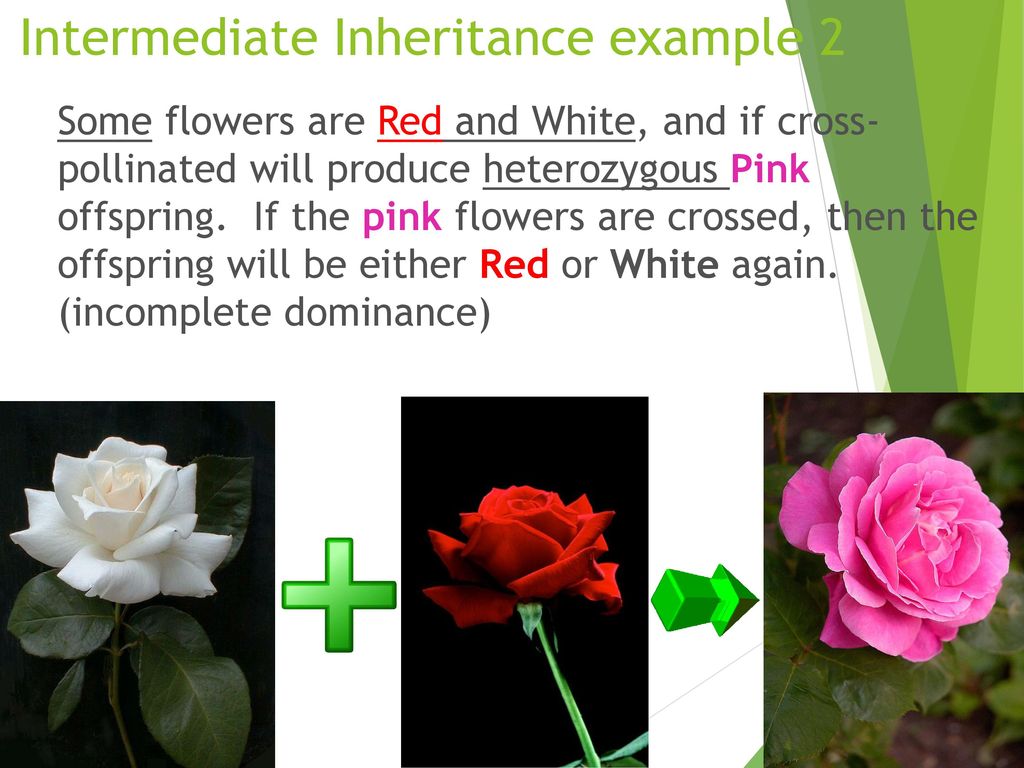 Mendel Genetics, Part 2 Co-dominance and Intermediate traits - ppt download