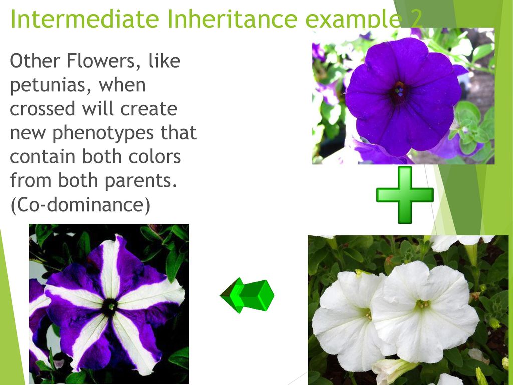 Mendel Genetics, Part 2 Co-dominance and Intermediate traits - ppt download