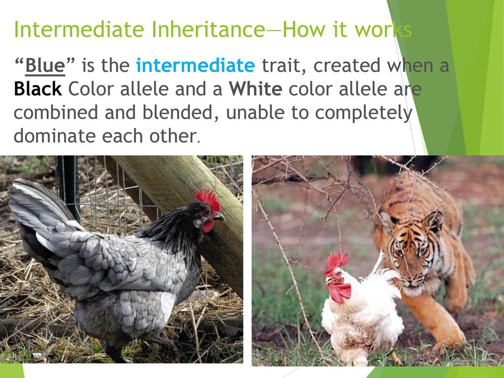 Mendel Genetics, Part 2 Co-dominance and Intermediate traits - ppt download