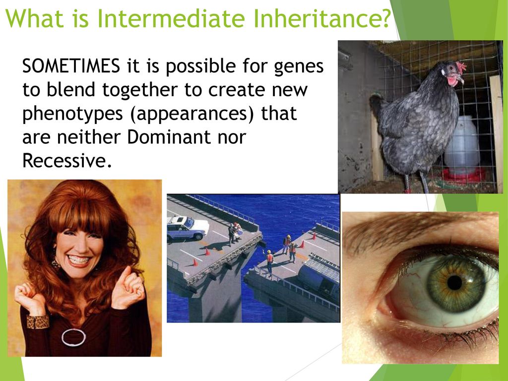 Mendel Genetics, Part 2 Co-dominance and Intermediate traits - ppt download