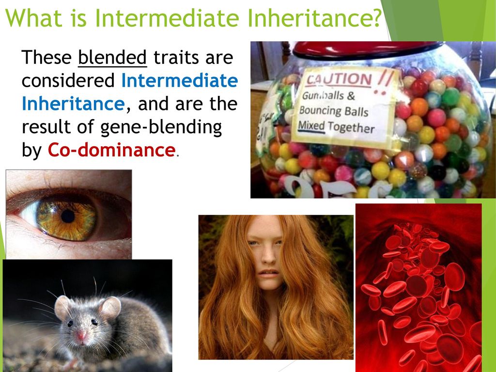 Mendel Genetics, Part 2 Co-dominance and Intermediate traits - ppt download