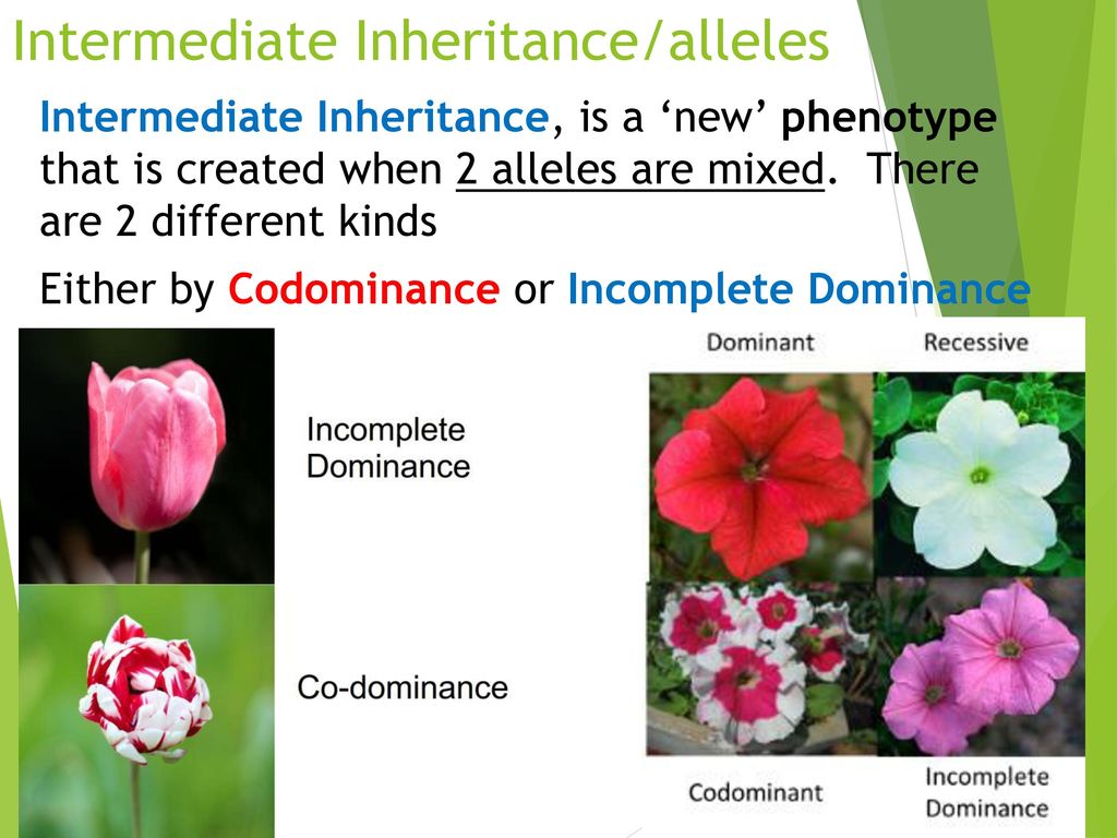 Mendel Genetics, Part 2 Co-dominance and Intermediate traits - ppt download